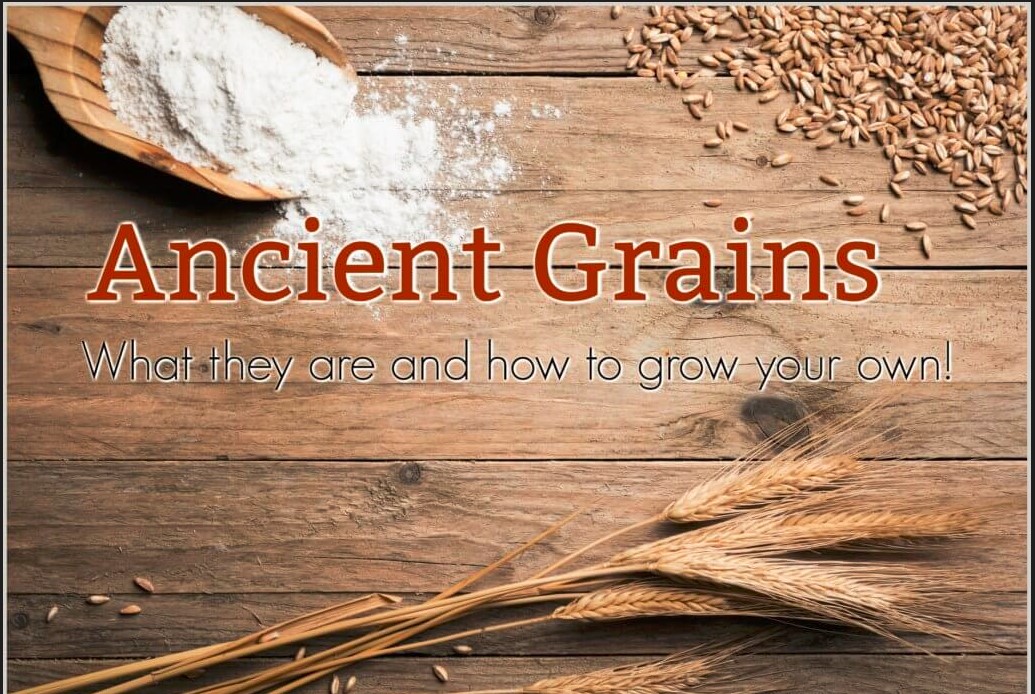 Ancient Grain